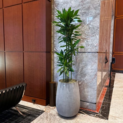 COSAPOTS Planter - Mondo High preview 4