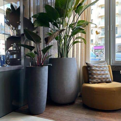 COSAPOTS Planter - Mondo High preview 5