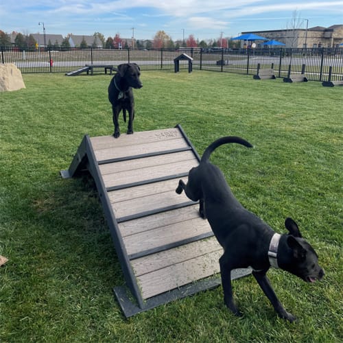CAD Drawings BIM Models Gyms For Dogs Hill Climb