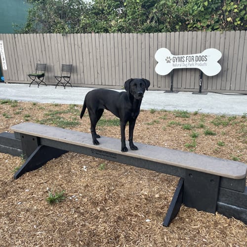 CAD Drawings BIM Models Gyms For Dogs Jump Balance Beam
