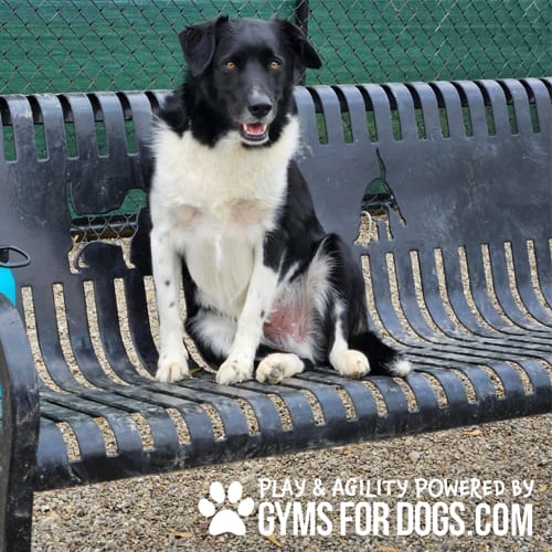 CAD Drawings BIM Models Gyms For Dogs Benches