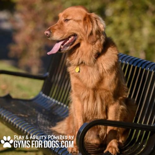 CAD Drawings BIM Models Gyms For Dogs Benches