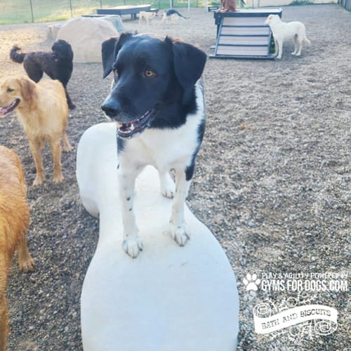 CAD Drawings BIM Models Gyms For Dogs Agility Bone