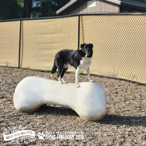 CAD Drawings BIM Models Gyms For Dogs Agility Bone