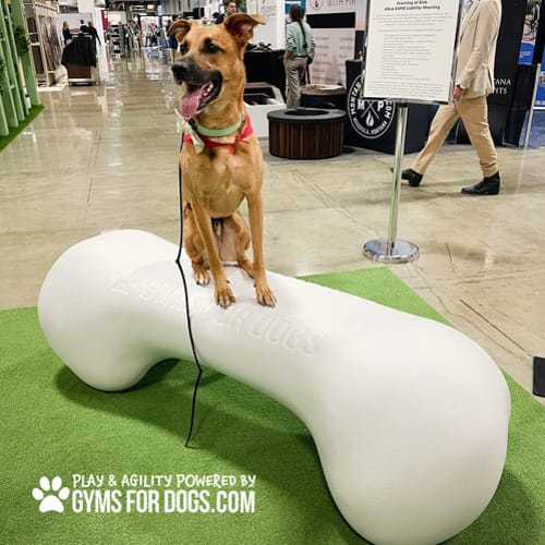 CAD Drawings BIM Models Gyms For Dogs Agility Bone