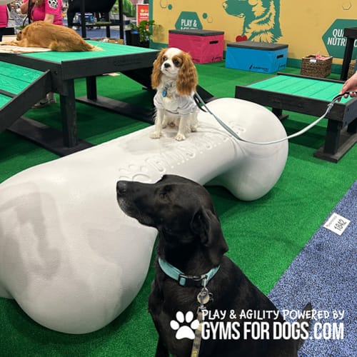 CAD Drawings BIM Models Gyms For Dogs Agility Bone