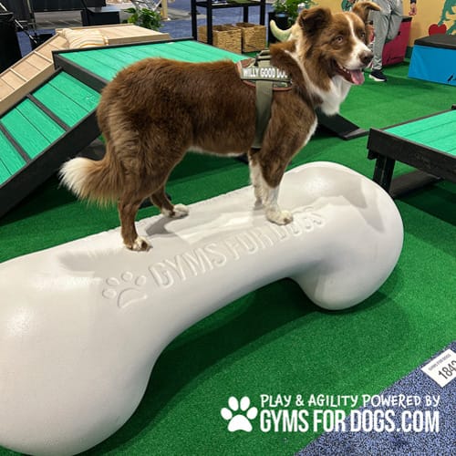 CAD Drawings BIM Models Gyms For Dogs Agility Bone