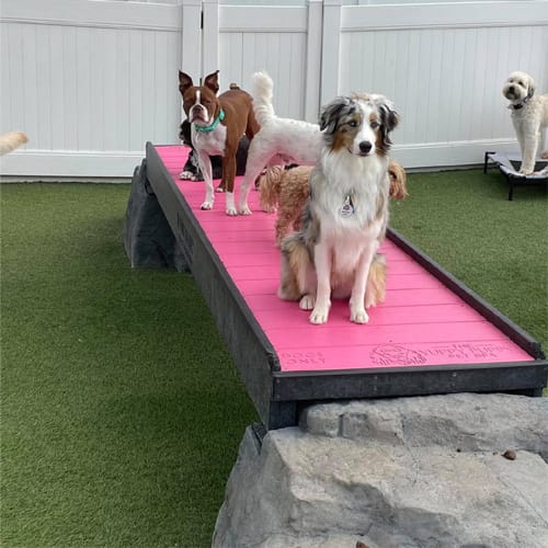 CAD Drawings Gyms For Dogs Ellie's Boulder Bridge