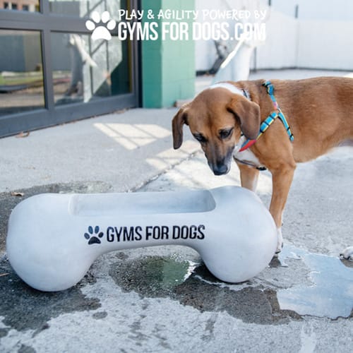 CAD Drawings Gyms For Dogs Doggie Demand Motion Activated Fountain