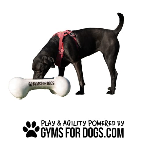 CAD Drawings Gyms For Dogs Doggie Demand Motion Activated Fountain