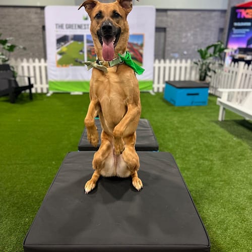 CAD Drawings Gyms For Dogs Jump Training Agility Boxes