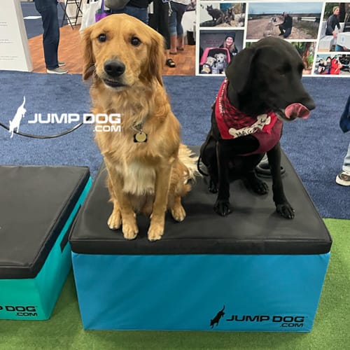 CAD Drawings Gyms For Dogs Jump Training Agility Boxes