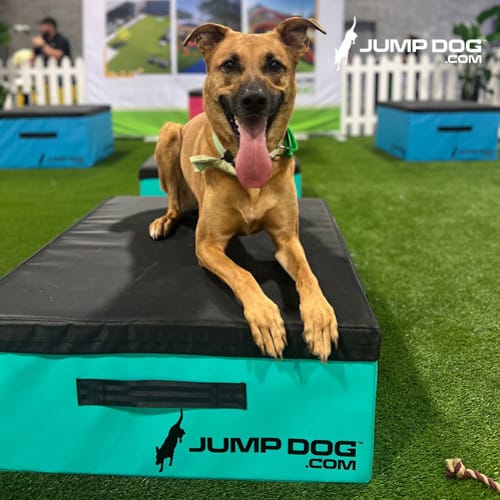 CAD Drawings Gyms For Dogs Jump Training Agility Boxes