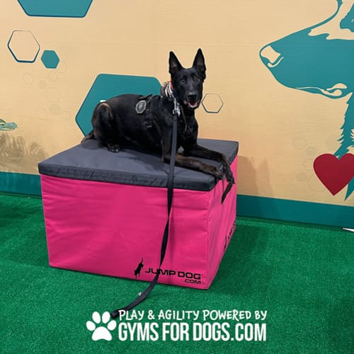 CAD Drawings Gyms For Dogs Jump Training Agility Boxes