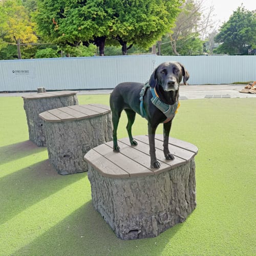 CAD Drawings Gyms For Dogs Jump Dog Jumping Stumps