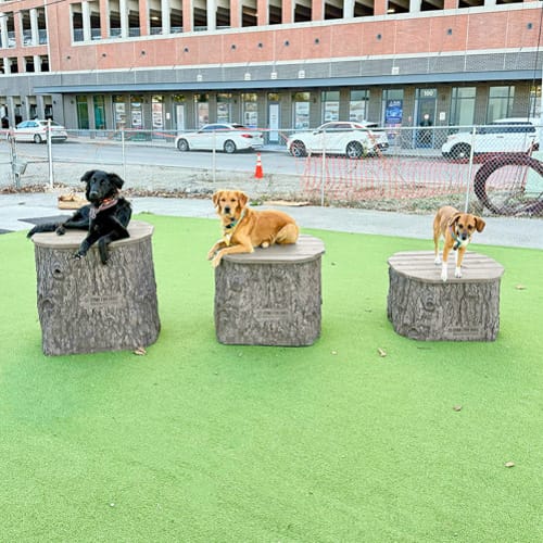 CAD Drawings Gyms For Dogs Jump Dog Jumping Stumps