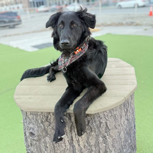 CAD Drawings Gyms For Dogs Jump Dog Jumping Stumps