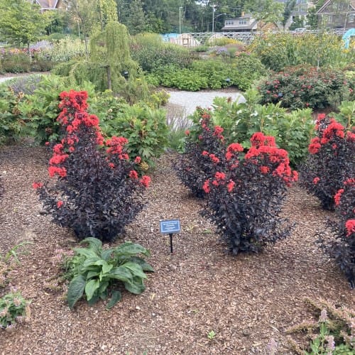 Lagerstroemia Rumbling Red Center Stage® Red - Lagerstroemia indica - CADdetails