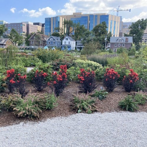 Lagerstroemia Rumbling Red Center Stage® Red - Lagerstroemia indica - CADdetails