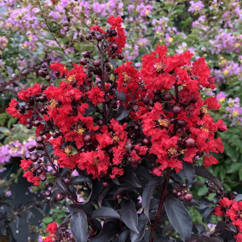 Lagerstroemia Rumbling Red Center Stage® Red - Lagerstroemia indica - CADdetails