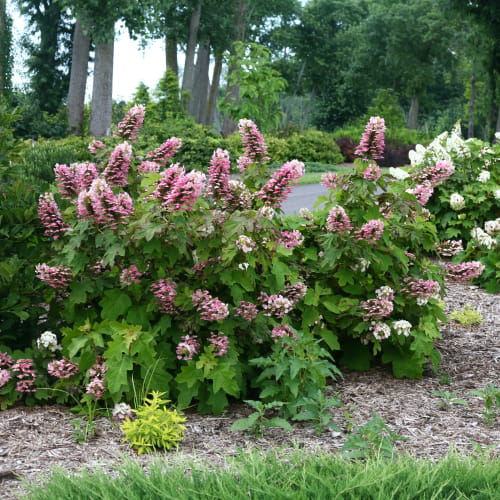 Gatsby Pink® - Hydrangea quercifolia - CADdetails