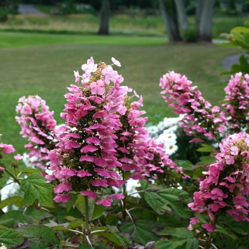 Gatsby Pink® - Hydrangea quercifolia - CADdetails