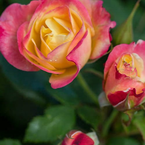CAD Drawings First Editions First Editions® Campfire Rose: Rosa 'CA 29' PP24,435