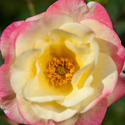 CAD Drawings First Editions First Editions® Campfire Rose: Rosa 'CA 29' PP24,435