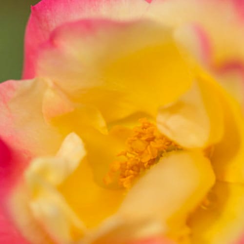 CAD Drawings First Editions First Editions® Campfire Rose: Rosa 'CA 29' PP24,435