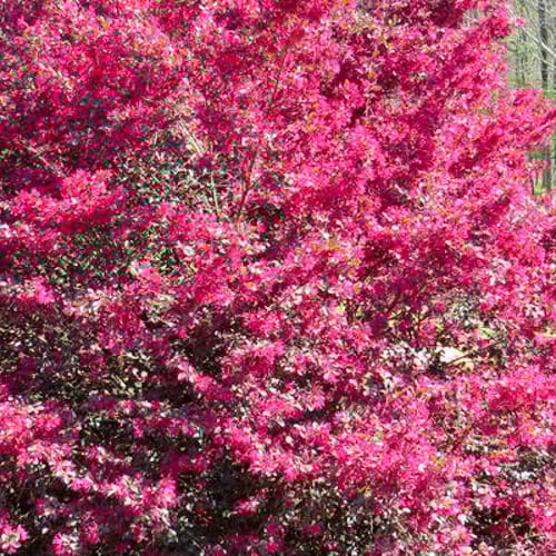 CAD Drawings First Editions First Editions® Crimson Fire™ Fringe Flower: Loropetalum chinense var. rubrum 'PIILC-I' PP25,534