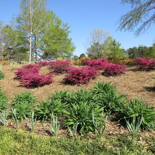 CAD Drawings First Editions First Editions® Crimson Fire™ Fringe Flower: Loropetalum chinense var. rubrum 'PIILC-I' PP25,534
