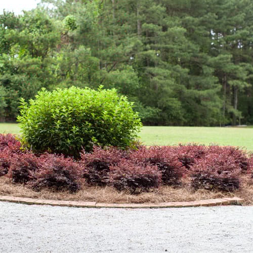 CAD Drawings First Editions First Editions® Crimson Fire™ Fringe Flower: Loropetalum chinense var. rubrum 'PIILC-I' PP25,534
