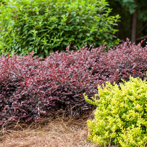 CAD Drawings First Editions First Editions® Crimson Fire™ Fringe Flower: Loropetalum chinense var. rubrum 'PIILC-I' PP25,534