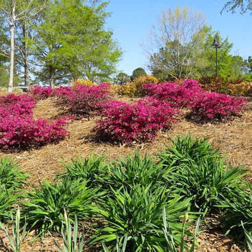 CAD Drawings First Editions First Editions® Crimson Fire™ Fringe Flower: Loropetalum chinense var. rubrum 'PIILC-I' PP25,534