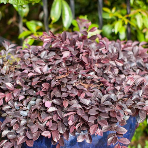 CAD Drawings First Editions First Editions® Crimson Fire™ Fringe Flower: Loropetalum chinense var. rubrum 'PIILC-I' PP25,534