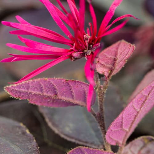 CAD Drawings First Editions First Editions® Crimson Fire™ Fringe Flower: Loropetalum chinense var. rubrum 'PIILC-I' PP25,534