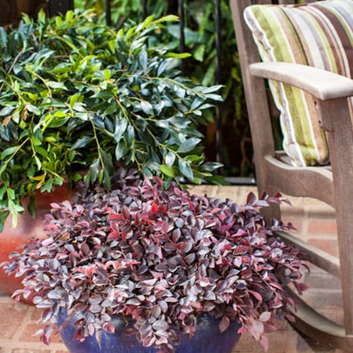 CAD Drawings First Editions First Editions® Crimson Fire™ Fringe Flower: Loropetalum chinense var. rubrum 'PIILC-I' PP25,534