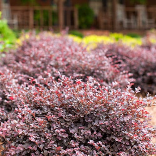 CAD Drawings First Editions First Editions® Crimson Fire™ Fringe Flower: Loropetalum chinense var. rubrum 'PIILC-I' PP25,534