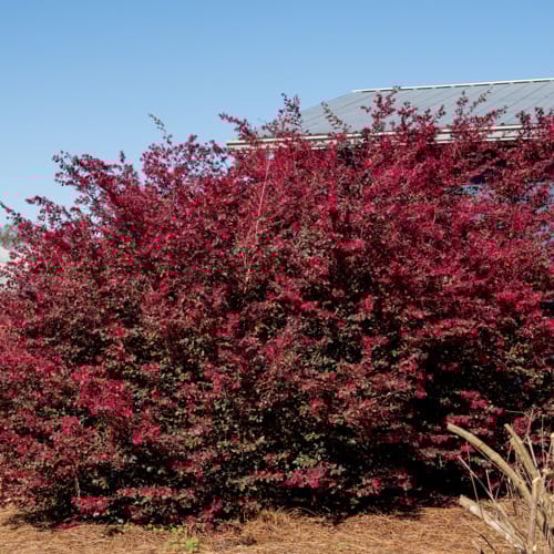 CAD Drawings First Editions First Editions® Crimson Fire™ Fringe Flower: Loropetalum chinense var. rubrum 'PIILC-I' PP25,534