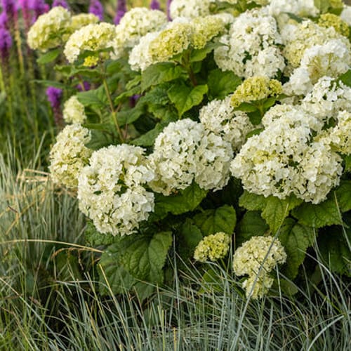First Editions® FlowerFull® Smooth Hydrangea: Hydranga arborescens ...
