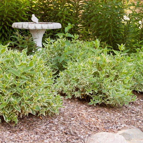 CAD Drawings First Editions® First Editions® Cool Splash® Dwarf Bush Honeysuckle: Diervilla sessilifolia 'LPDC Podaras' PP19,391