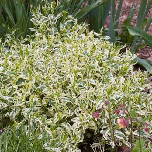 CAD Drawings First Editions® First Editions® Cool Splash® Dwarf Bush Honeysuckle: Diervilla sessilifolia 'LPDC Podaras' PP19,391