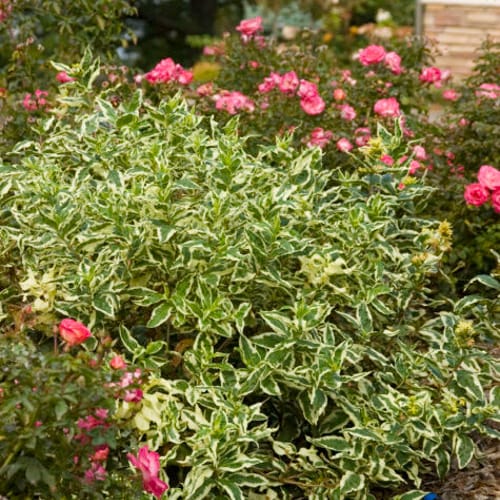 CAD Drawings First Editions® First Editions® Cool Splash® Dwarf Bush Honeysuckle: Diervilla sessilifolia 'LPDC Podaras' PP19,391