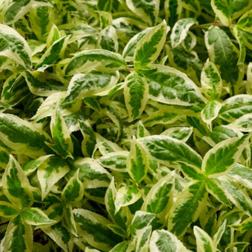 CAD Drawings First Editions® First Editions® Cool Splash® Dwarf Bush Honeysuckle: Diervilla sessilifolia 'LPDC Podaras' PP19,391