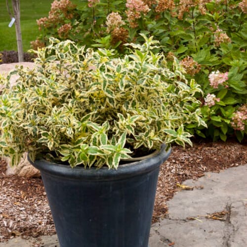 CAD Drawings First Editions® First Editions® Cool Splash® Dwarf Bush Honeysuckle: Diervilla sessilifolia 'LPDC Podaras' PP19,391