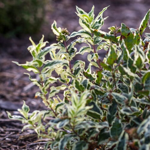 CAD Drawings First Editions® First Editions® Cool Splash® Dwarf Bush Honeysuckle: Diervilla sessilifolia 'LPDC Podaras' PP19,391