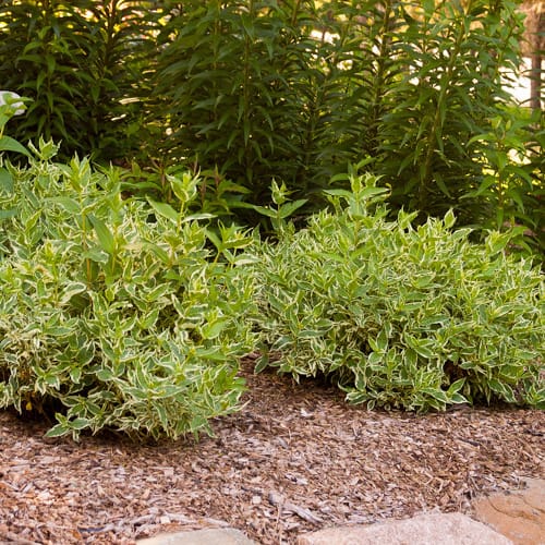 CAD Drawings First Editions® First Editions® Cool Splash® Dwarf Bush Honeysuckle: Diervilla sessilifolia 'LPDC Podaras' PP19,391